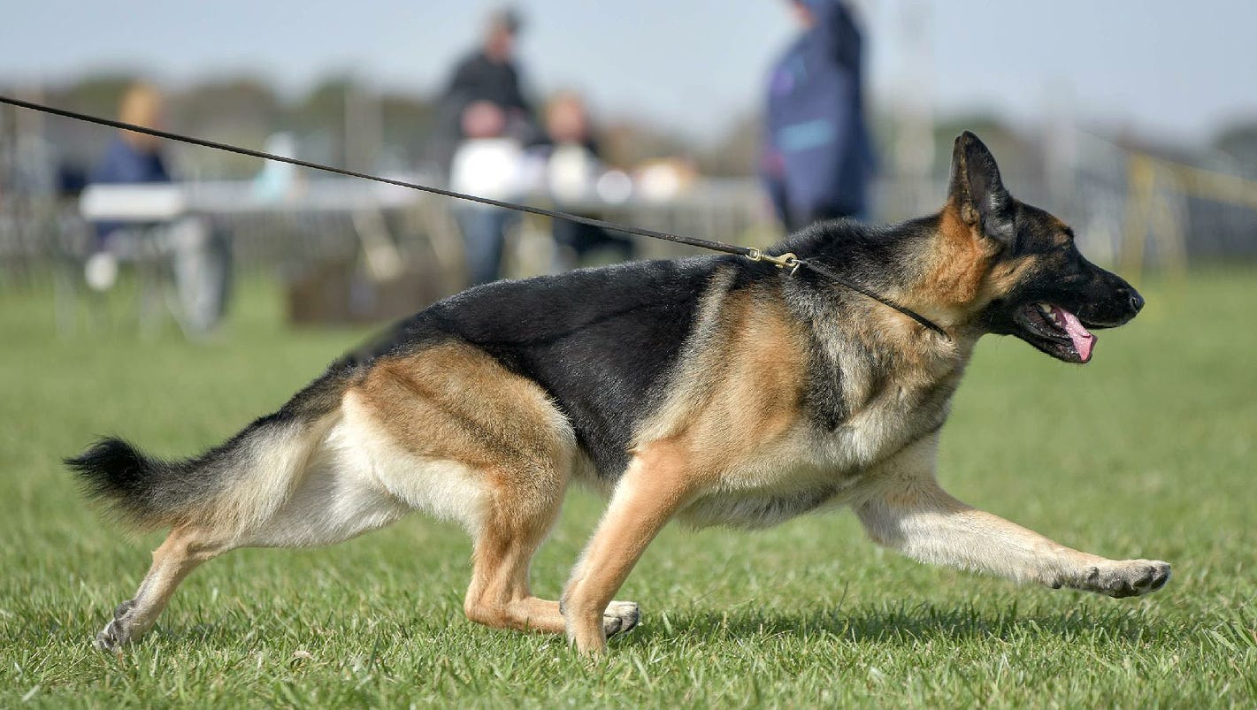 Freak accident ends resilient German shepherd's run at Westminster