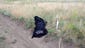 A blanket was placed over a body in Shaktarsk.