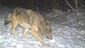 A trail camera on the Door County Peninsula captured this large gray wolf in December, 2009.