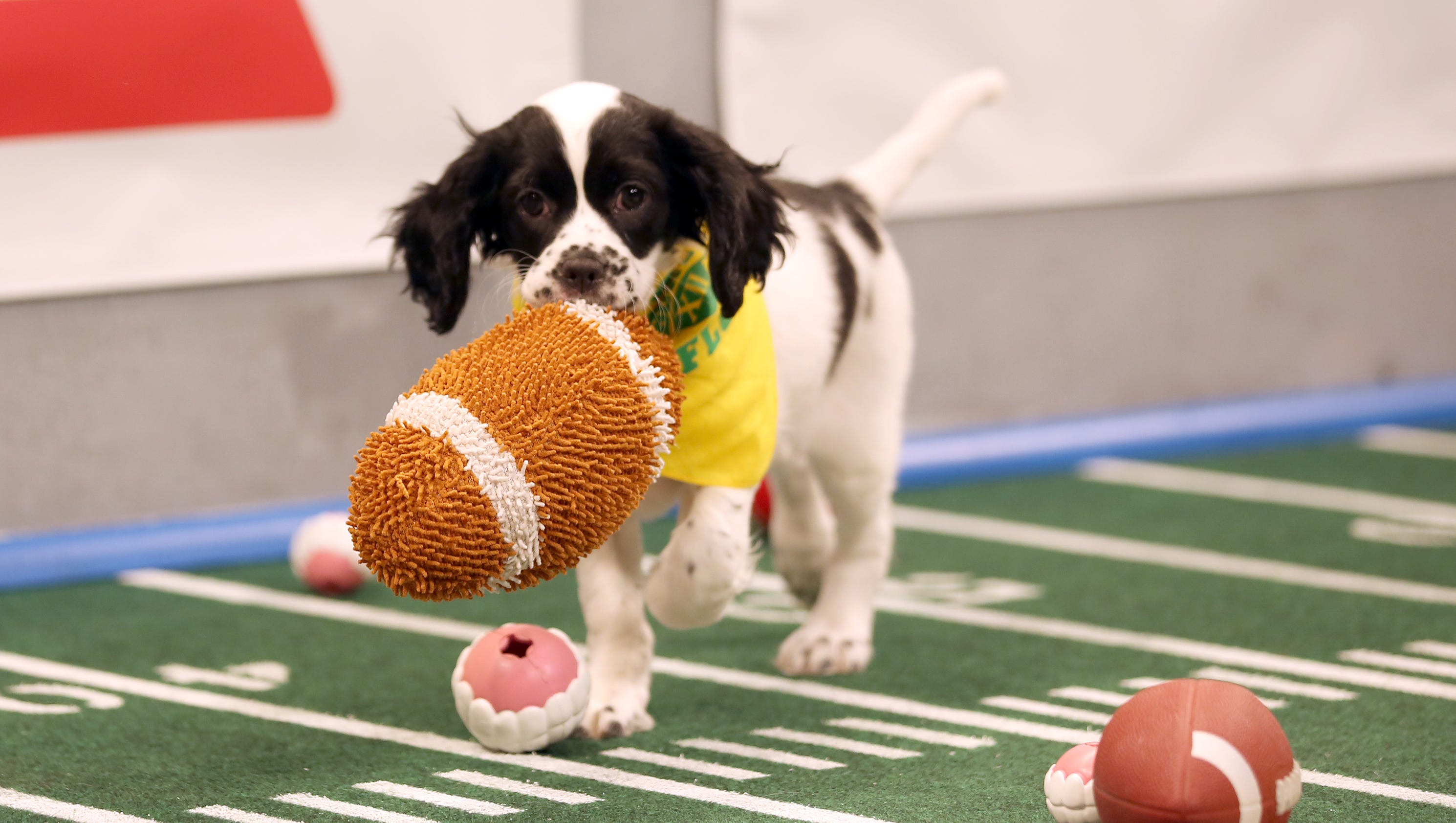 Puppy Bowl could bring new hope for Houston shelter dogs3200 x 1680