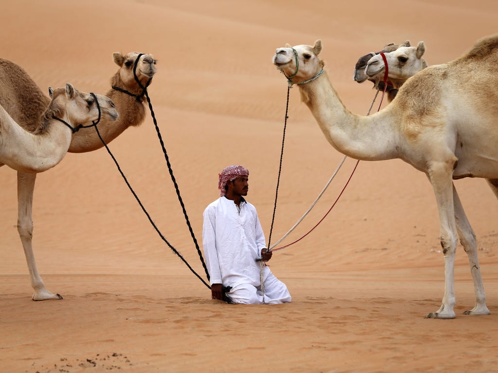 A man holds his camels in the Hameem desert west of the Gulf Emirate of Abu Dhabi.
