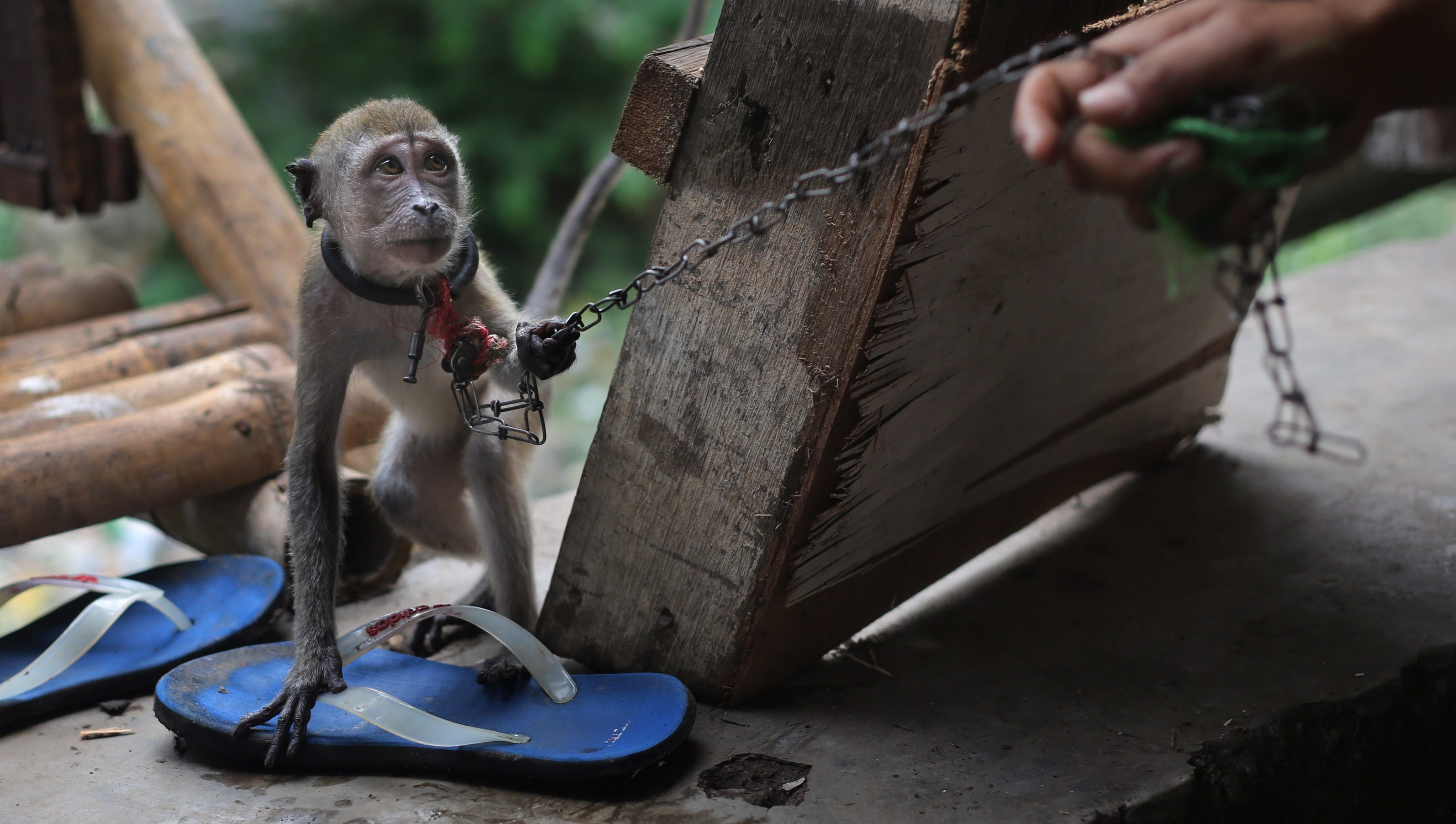 Monkey Abuse Graphicsydnidupre - n4zmalx