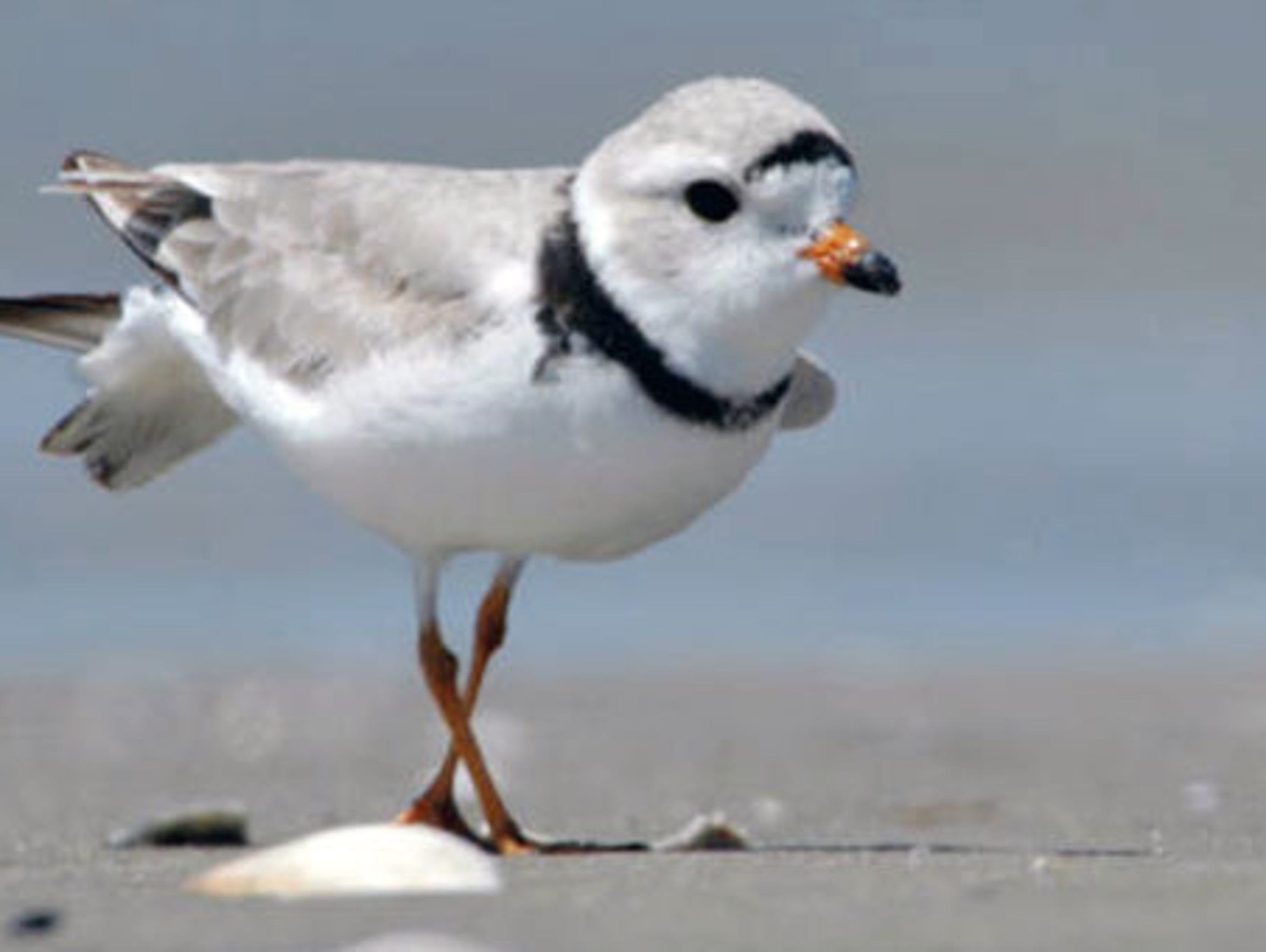 The Audubon Society considers the piping plover “climate