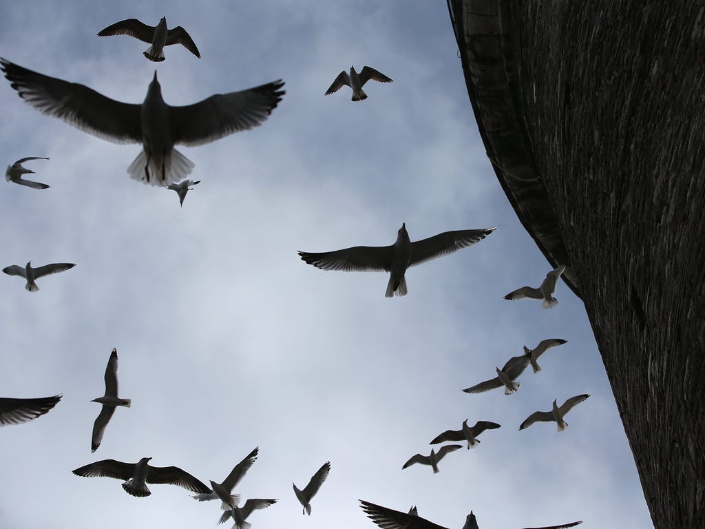 Seagulls fly next to Galata tower in Istanbul, Turkey.