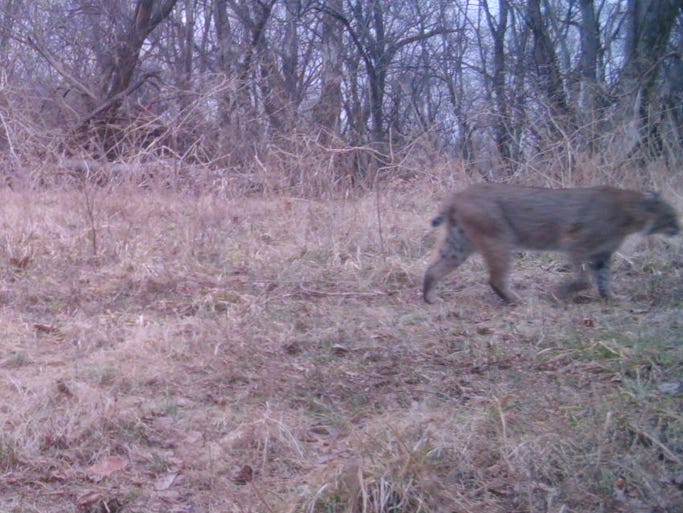 Bobcats in Wisconsin