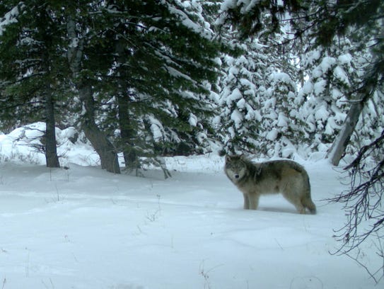Remote camera pictures of the Minam wolf pack in Eagle