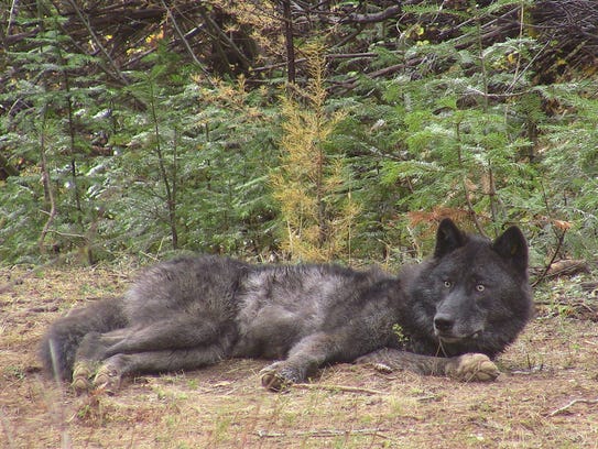OR16, a member of the Walla Walla pack, after being