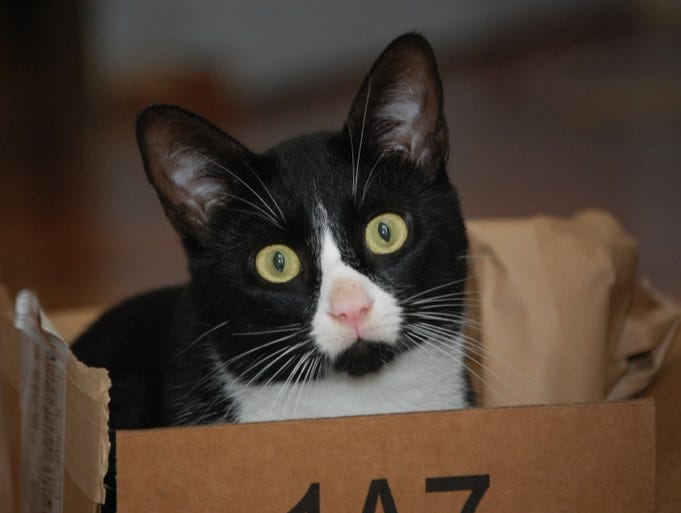 Readers' favorite pet photos "Best dog/cat ever!"