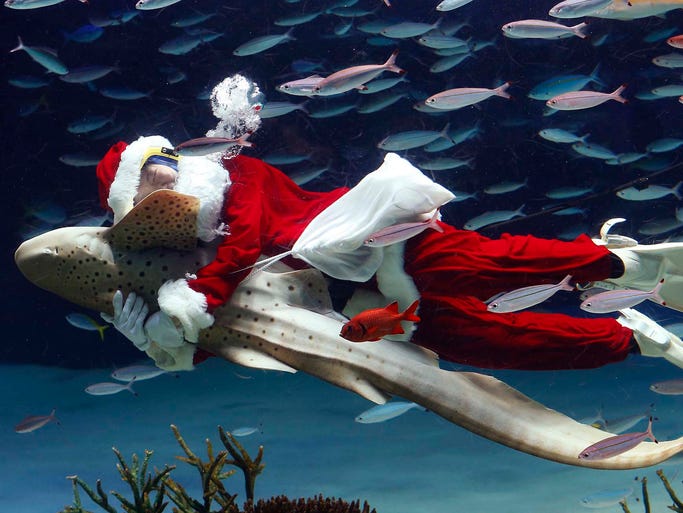 A worker dressed as Santa Claus hugs a Zebra shark at the Sunshine International Aquarium on Dec. 11 in Tokyo.