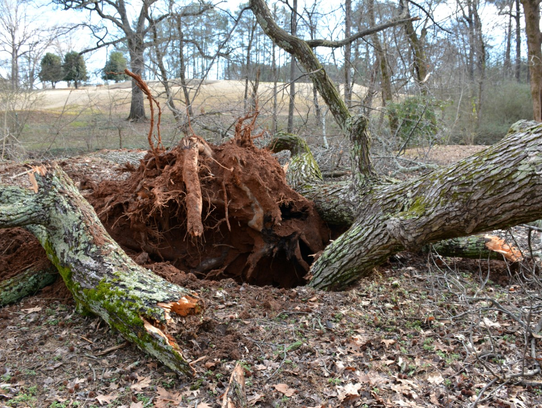 In March, a wind storm toppled three large trees in