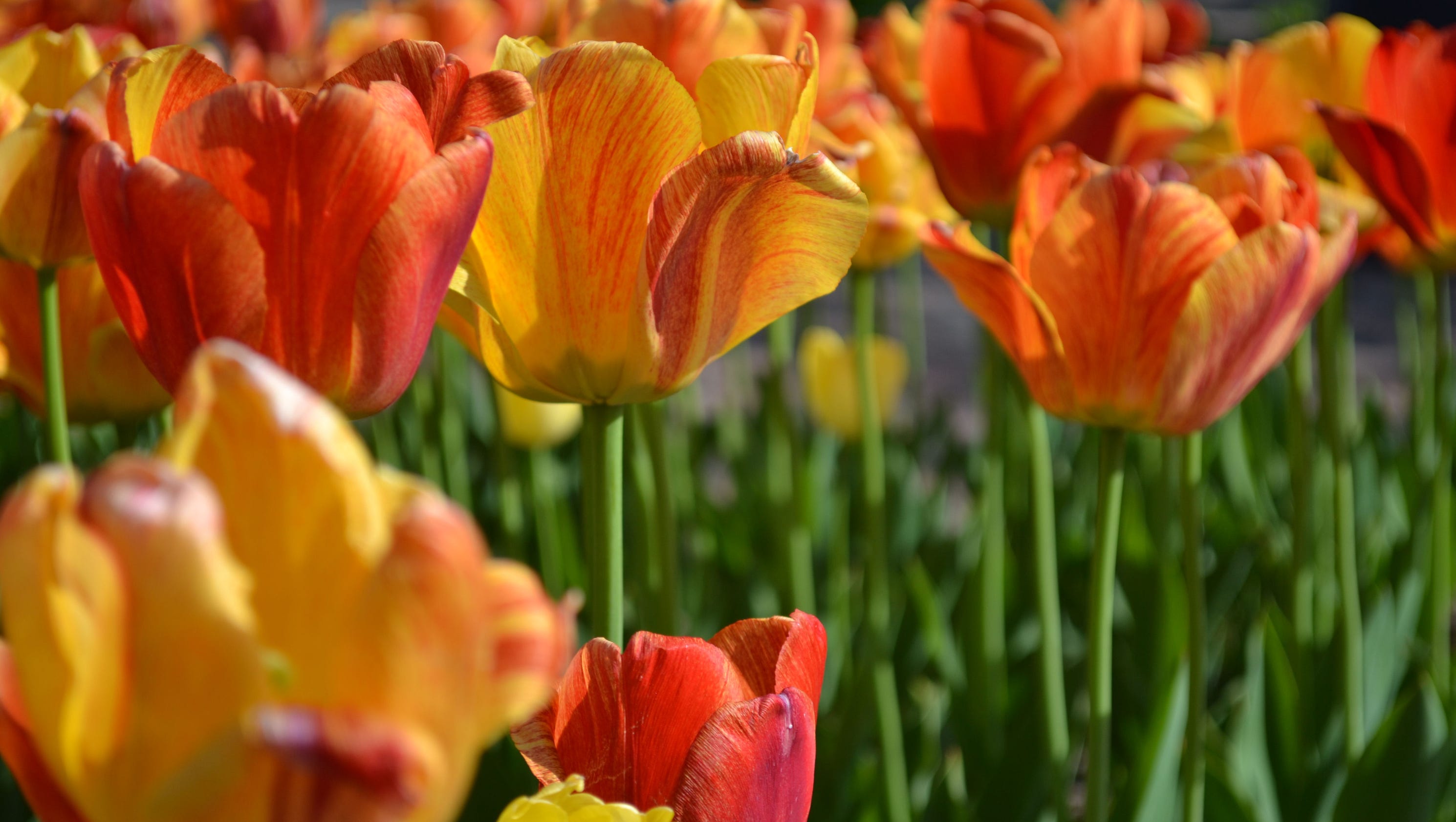 Spring in Michigan 15 things you need to do