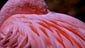 A beautiful pink flamingo shows off it's feathers at