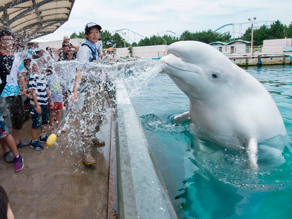 A beluga whale sprays water towards visitors during a summer attraction at the Hakkeijima Sea Paradise aquarium in Yokohama, suburban Tokyo on July 16, 2017.