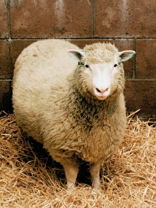 Stem cell research fuels more debate on cloning