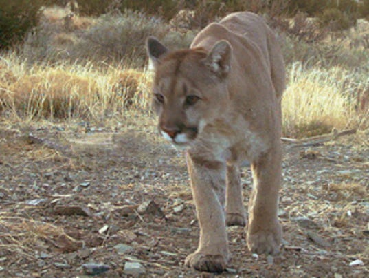 -LCJBrd2_11-20-2013_KY_1_A003~~2013~11~19~IMG_Mountain-lion-walk-5_1_1_VM5N9.jpg
