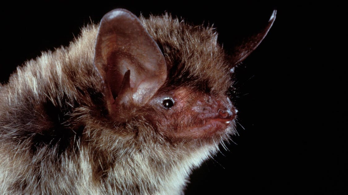 Northern longeared bat given threatened status