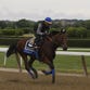Will American Pharoah, shown here during Thursday morning’s workout, be the one to break a 37-year Triple Crown drought?