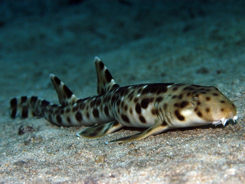 The Epaulette shark, discovered in Indonesia, uses its fins to