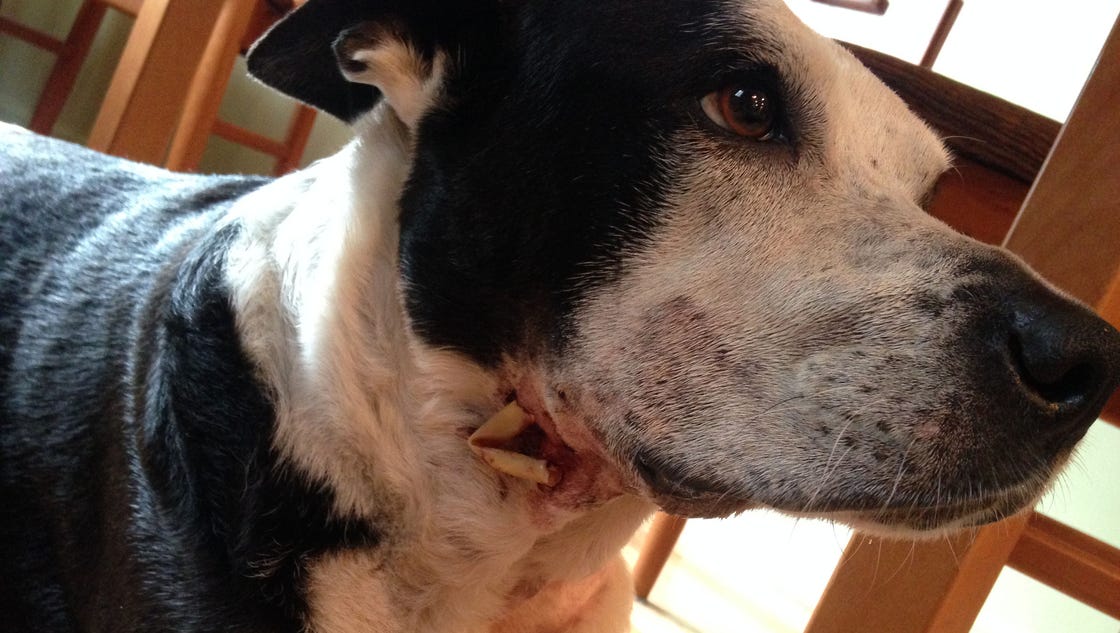 Why did Detroit police shoot Millie the dog in Corktown? - Detroit Free Press