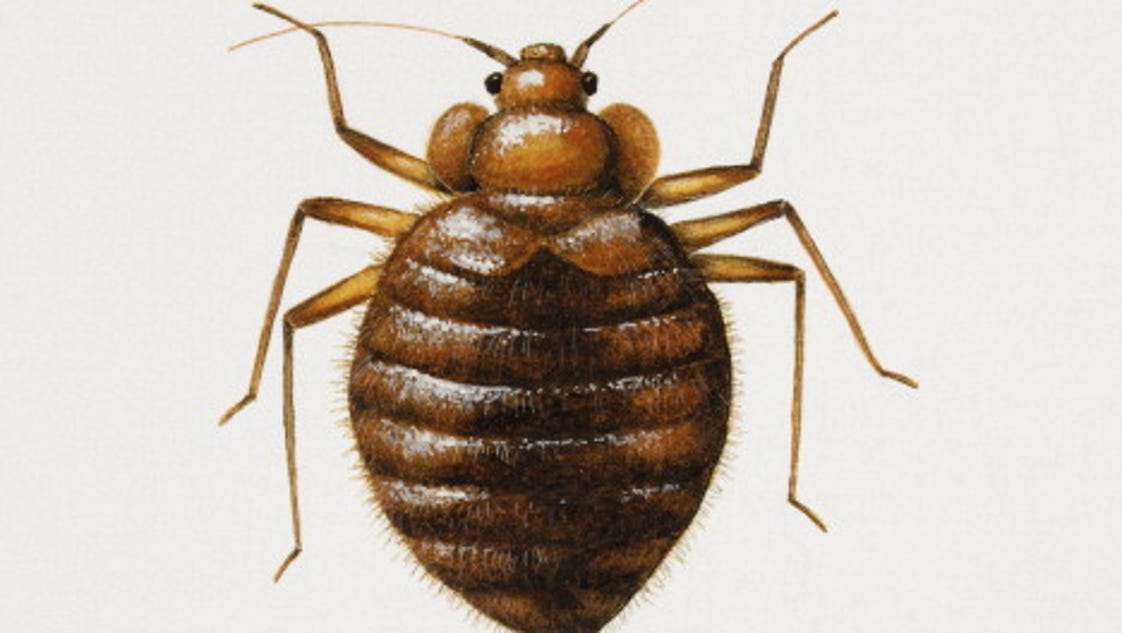 Is Your City Crawling With Bed Bugs 