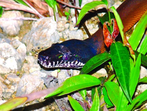 A python pictured during a pre-expedition of a joint project between Indonesia and French researchers in Papua.