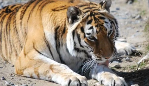 Rescue zoo in Nevada's high desert