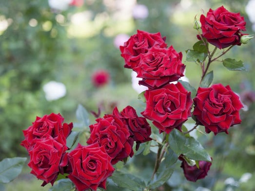 New York State Flower State flowers The bloom to come after winter39s gloom