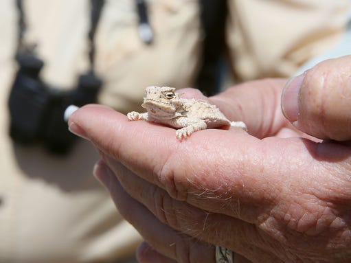 citizen scientists joshua tree8.JPG