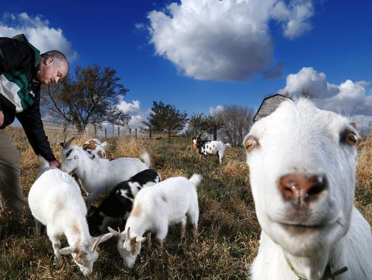 Goats for Afghans