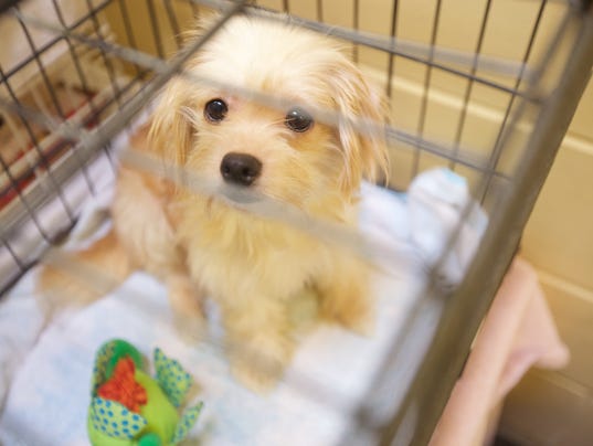 Small Dogs For Rescue Nj Small Dogs For Rescue Nj