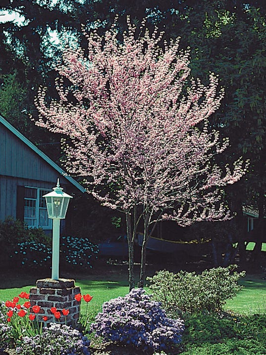 Arbor Day Foundation offering free trees