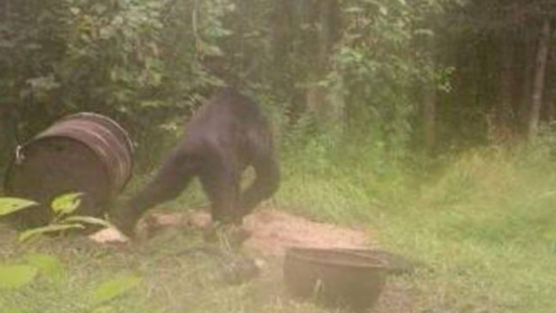 Image result for bigfoot