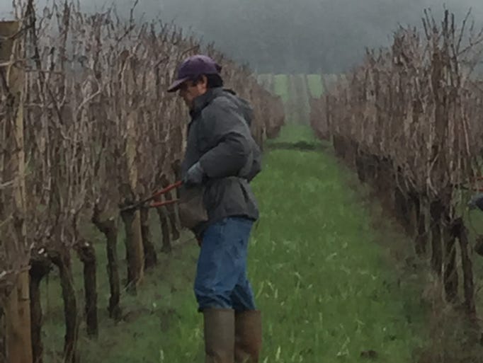 The vines are pruned in late January and early February.