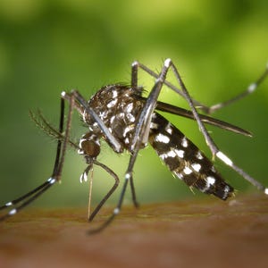 635960726936982025-CDC-Gathany-Aedes-alb