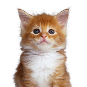 5 Fun Feline Stories On National Cat Day