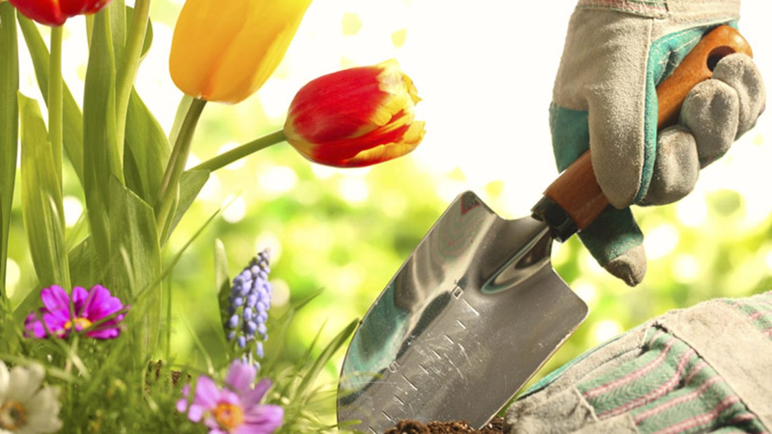 Planting corn in blocks the American Indian way