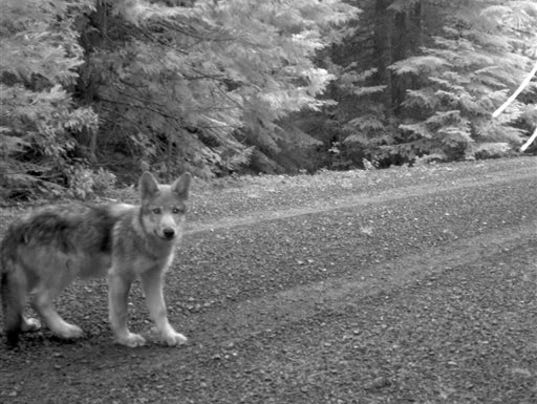 Wandering Wolf Pups_Roem