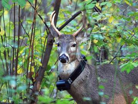 white tailed deer research paper Short-term effects of reduced white-tailed deer density on insect communities in a strongly overbrowsed boreal forest ecosystem white-tailed deer research. white tailed deer research paper Short-term effects of reduced white-tailed deer density on insect communities in a strongly overbrowsed boreal forest ecosystem white-tailed deer research.