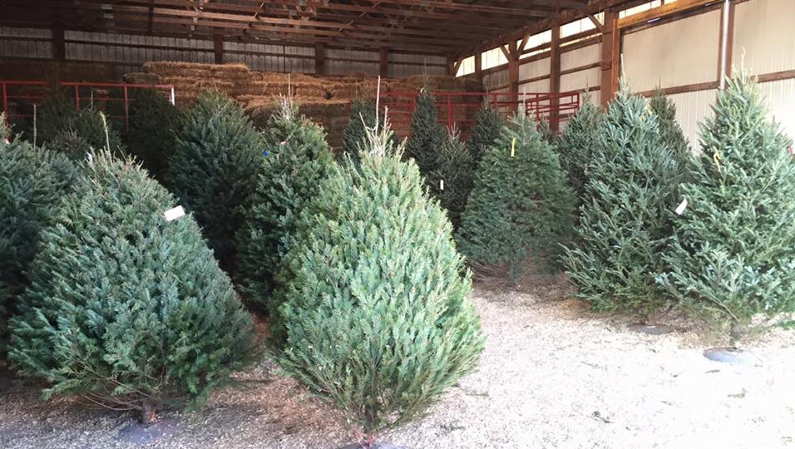 travel where to find local and live christmas trees travel where to find local and live christmas trees