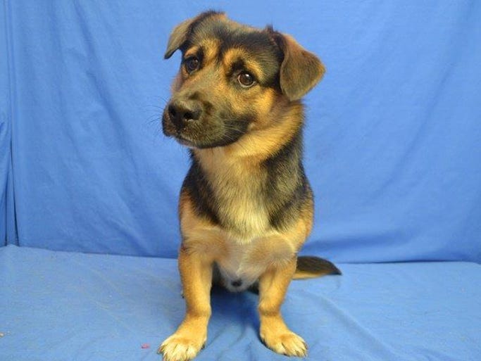 JULY 23 – Bear is a 1-year-old German Shepherd/corgi mix. He’s available through the APA of Missouri.