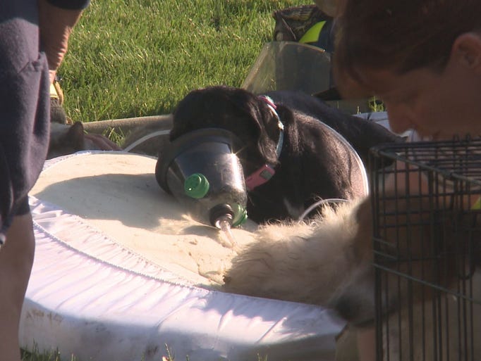 May 28, 2015: 19 pets were pulled from a house fire