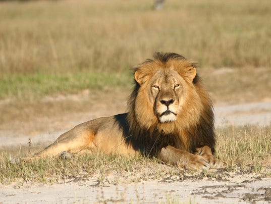 AP ZIMBABWE LION KILLED I ZWE