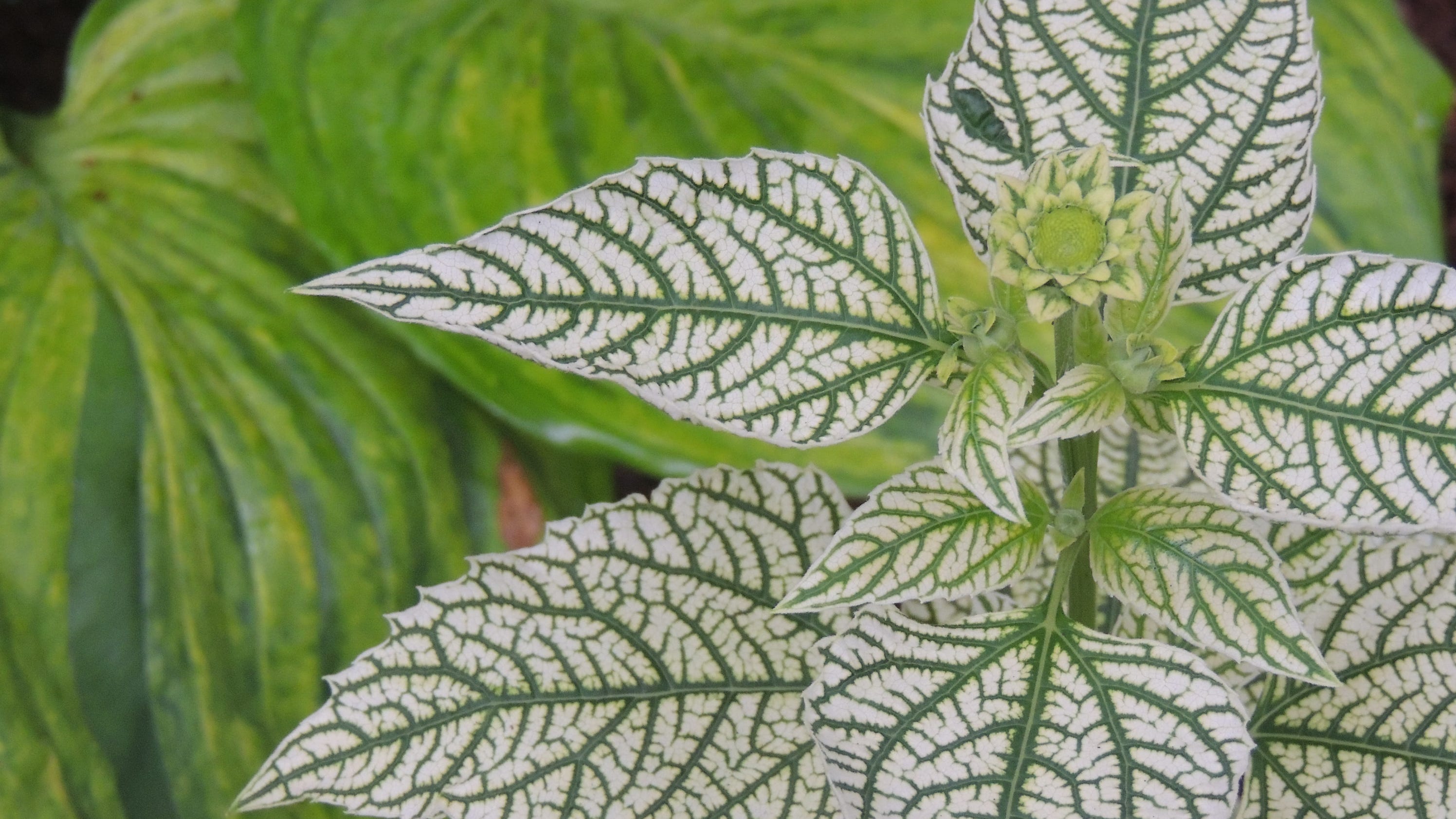 Plants with variegated foliage offer stunning choices for gardeners
