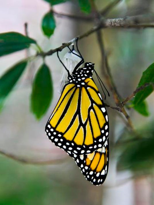 Monarch butterfly gets endangered species look