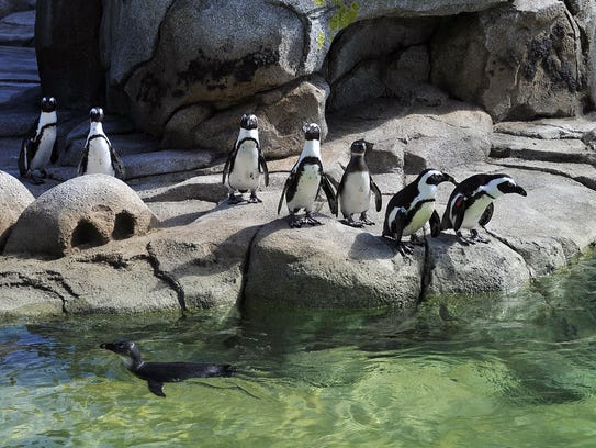 The Maryland Zoo's recently renovated penguin habitat,