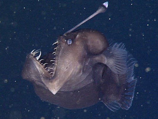 anglerfish2