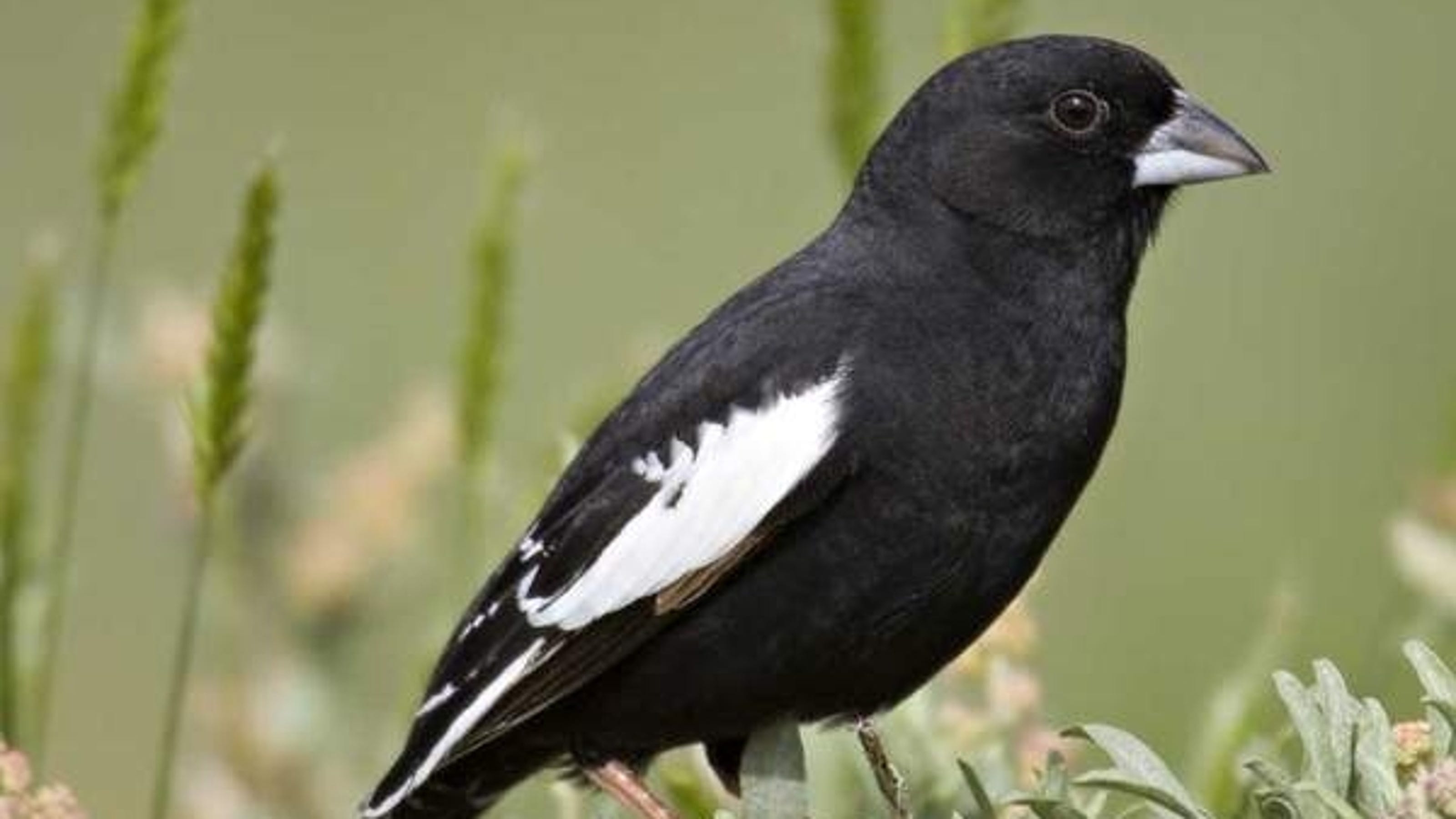 Colorado State Bird Colorado state bird spurs ornithological controversy