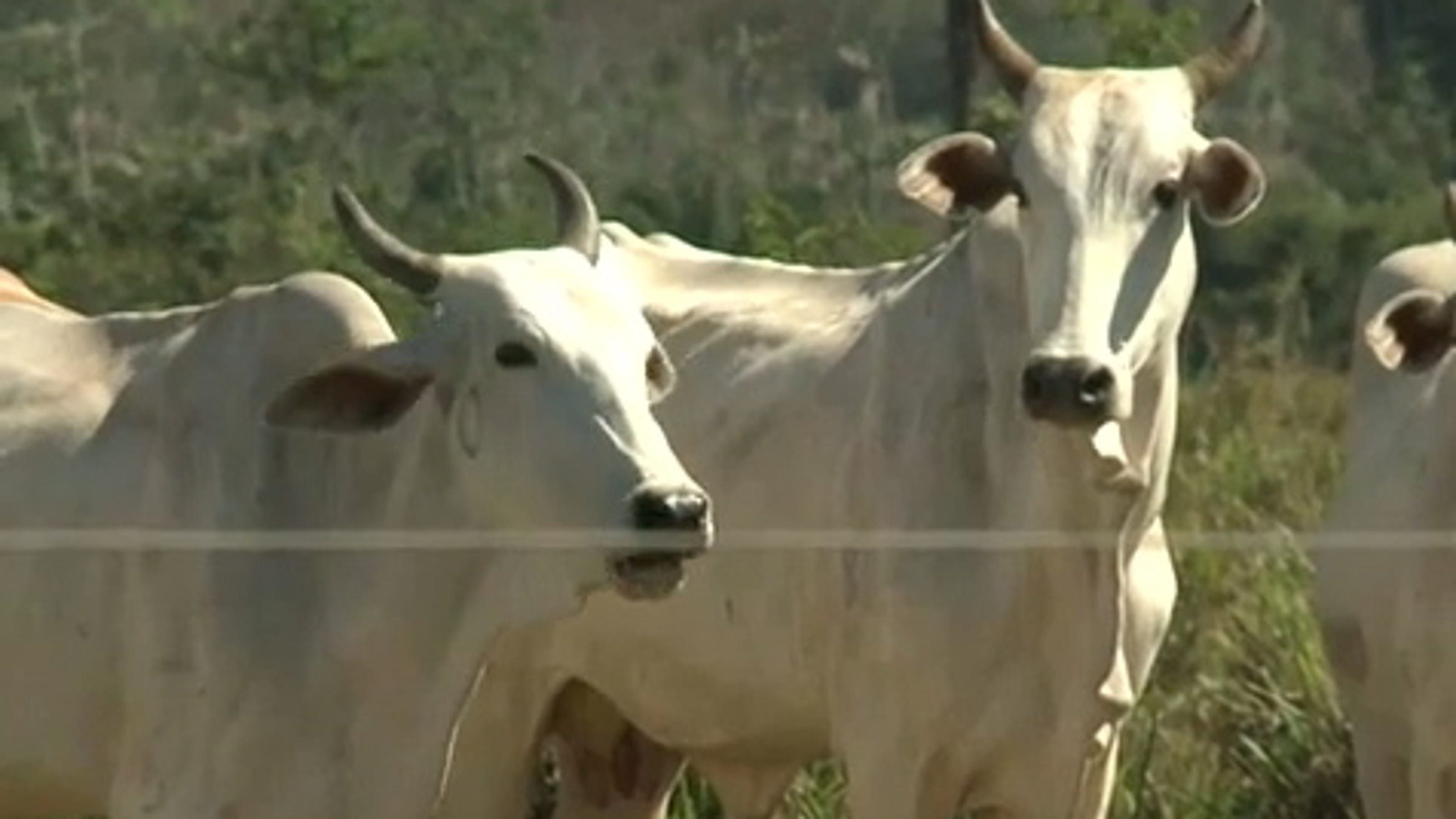Cattle ranching Biggest threat to Amazon Rainforest