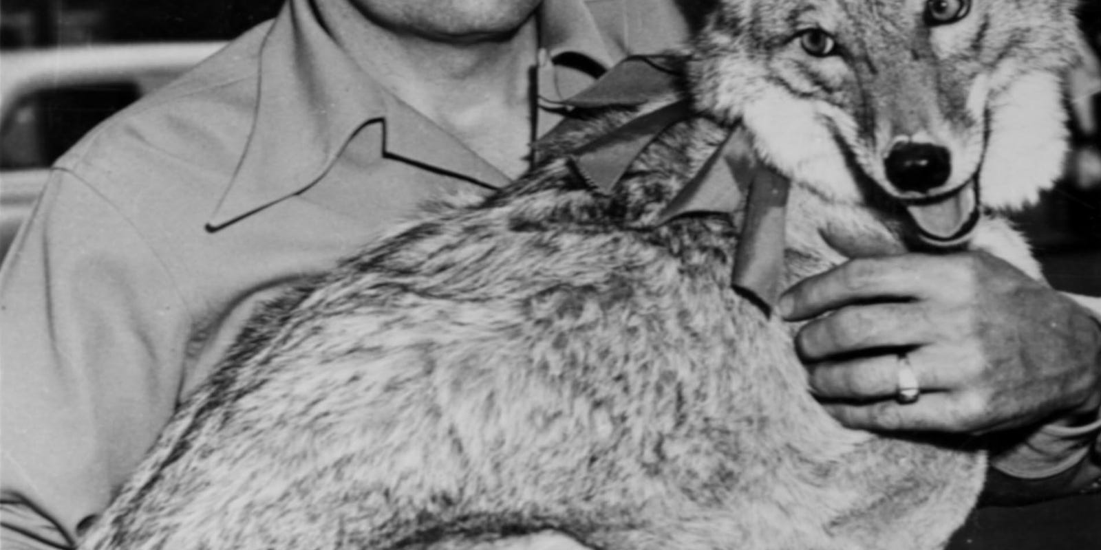 South Dakota’s official state animal is the coyote, chosen instead of a