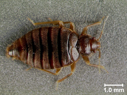 636142920881641647-Tropical-Bed-Bug-110916.jpg